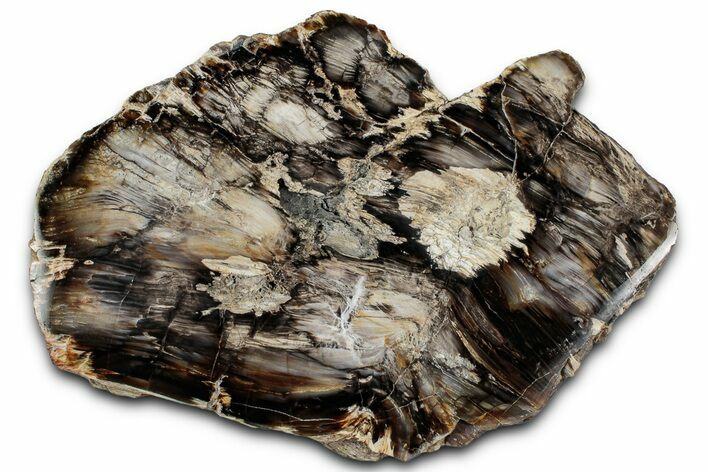 Polished Petrified Wood Slab - Nevada #358822